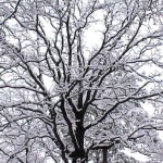 Imbolc: The Quickening Time