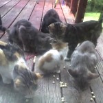Pet Ministry – Spaying and Neutering