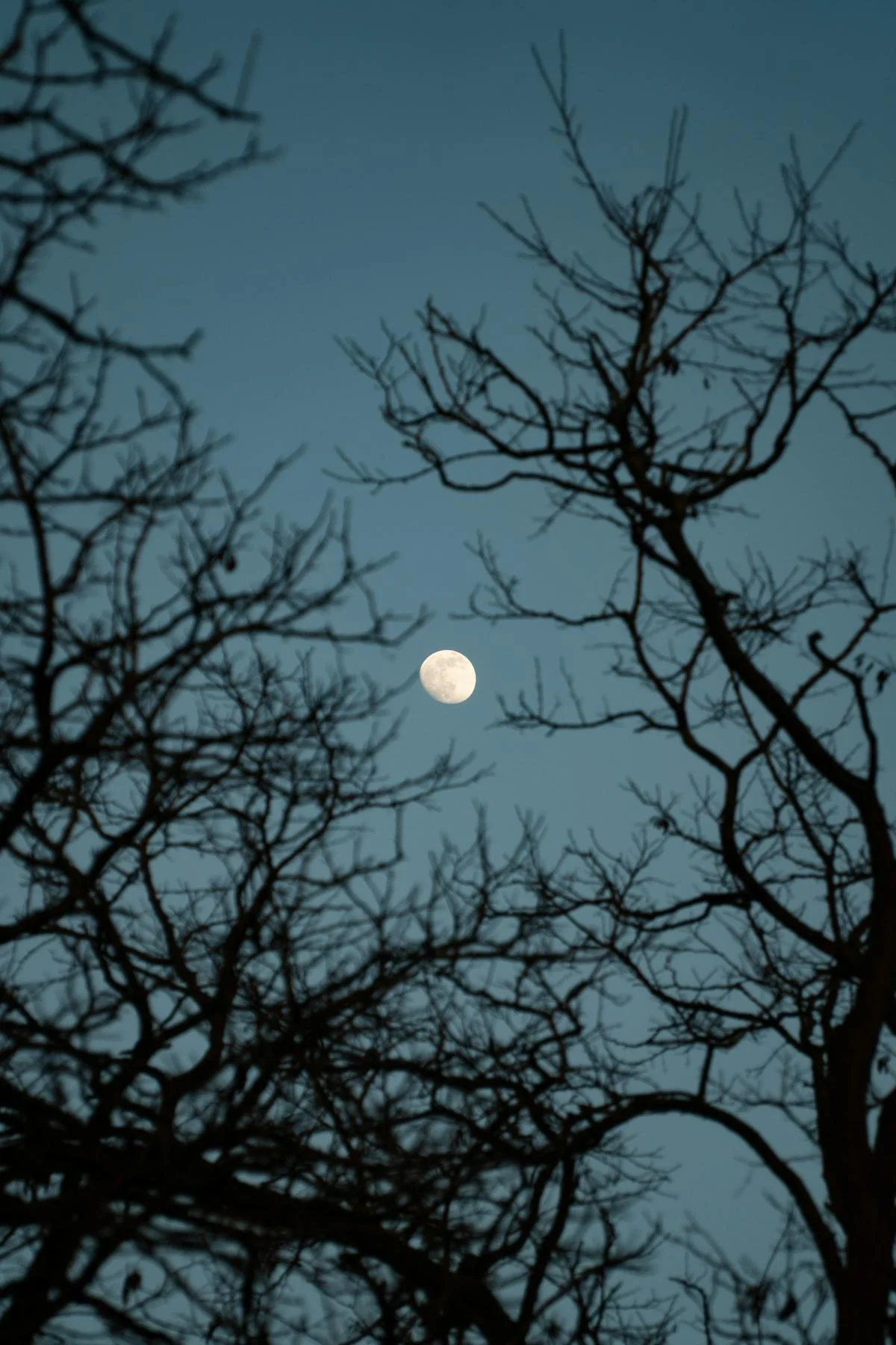 January 2024 Full Moon Meditation I Moon in Leo I Wolf Moon I